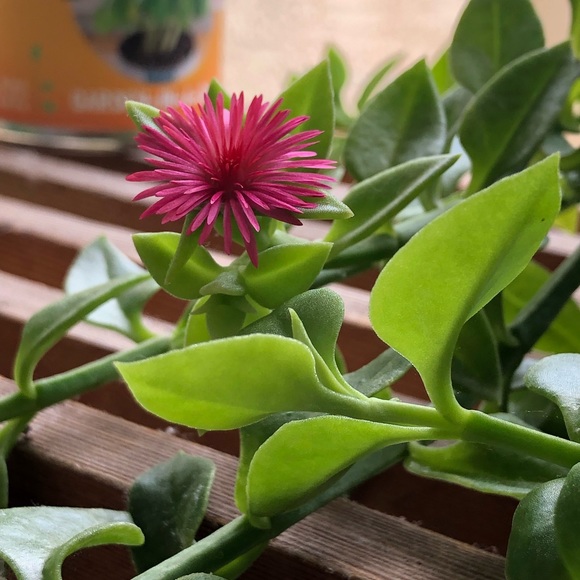 Meet your Posher, Stefanie - Picture 3 of 9